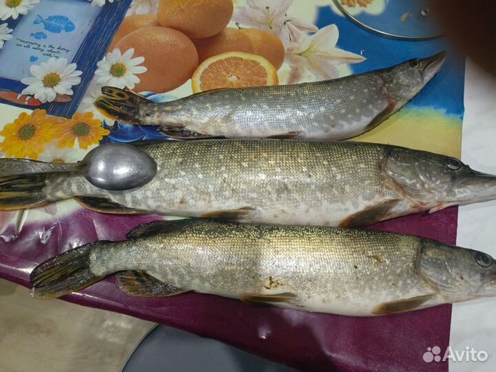 Свежая рыба щука