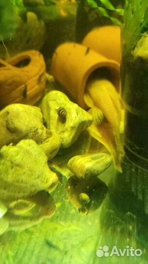 Улитки хилены