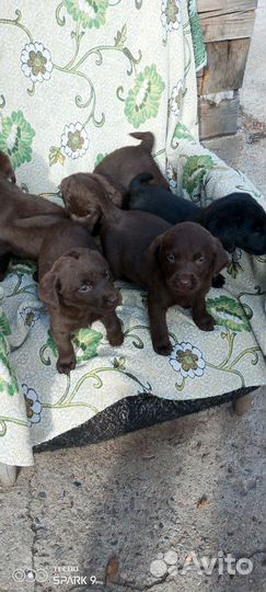 Щенки лабрадора