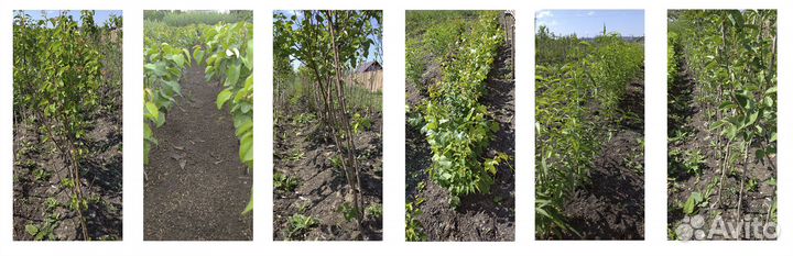 Саженцы из плодопитомника