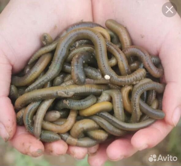 Черви для рыбалки выползки