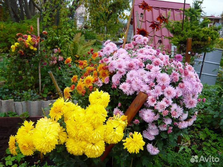 Продам хризантемы