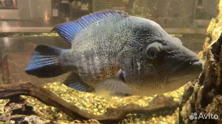 Цихлазома Парахромис Дови