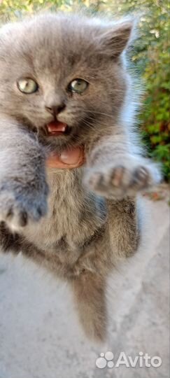 Котёнок девочка британка