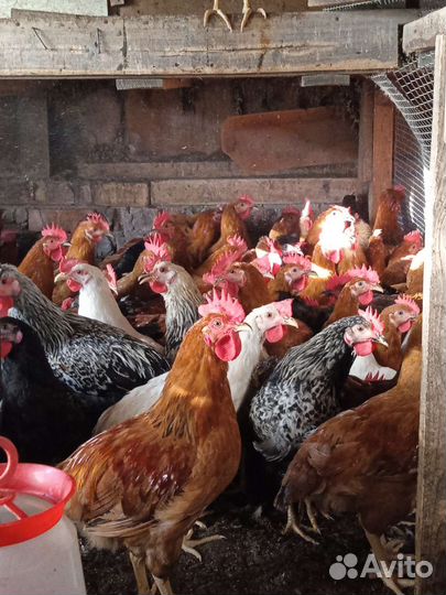 Молодые петухи