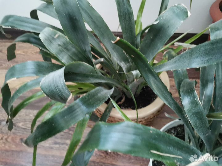 Бельбергия