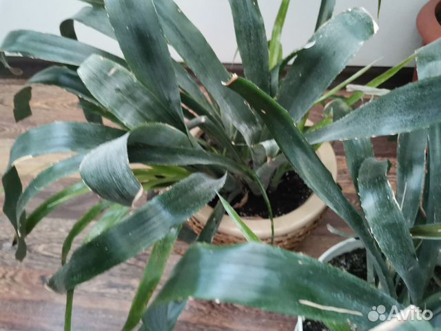 Бельбергия