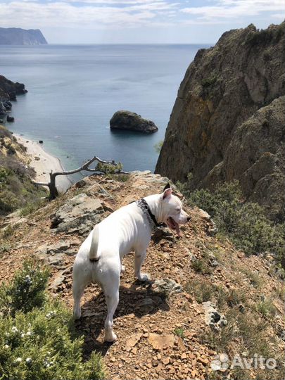 Амстаф крупный вязка