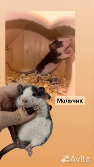 Крысята Дамбо декоративные ручные