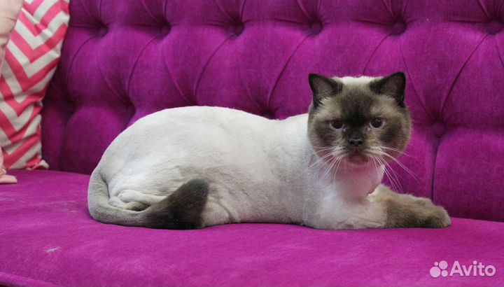 Стрижка кошек, экпресс-линька, купание для кошек