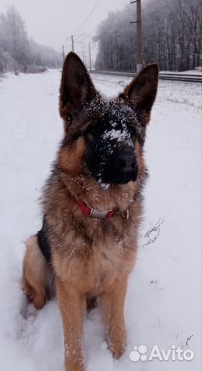Немецкая овчарка