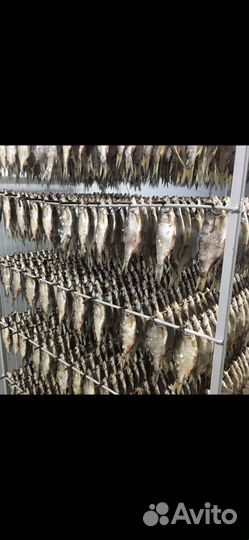 Живые Раки Мелкий Опт от 15 кг