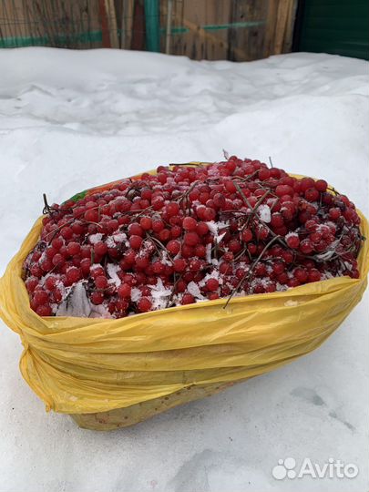 Ягода Калина красная, мороженная