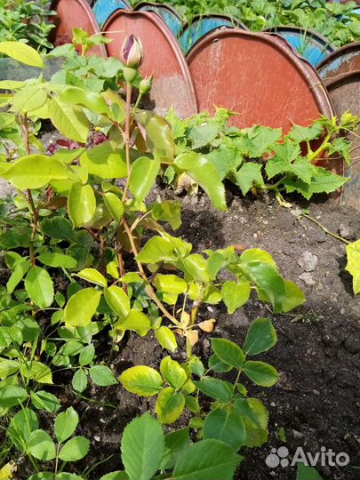 Кустовые розы саженцы