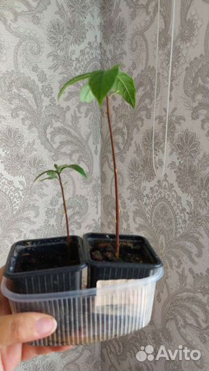 Авокадо растение молодое