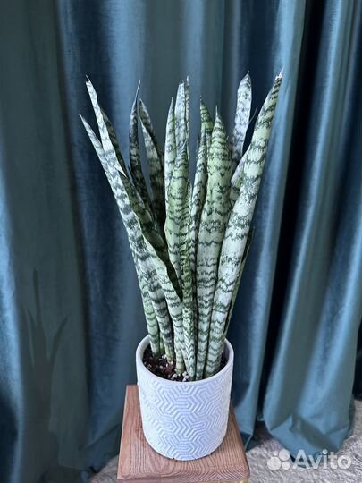 Сансевиерия зейланика zeylanika