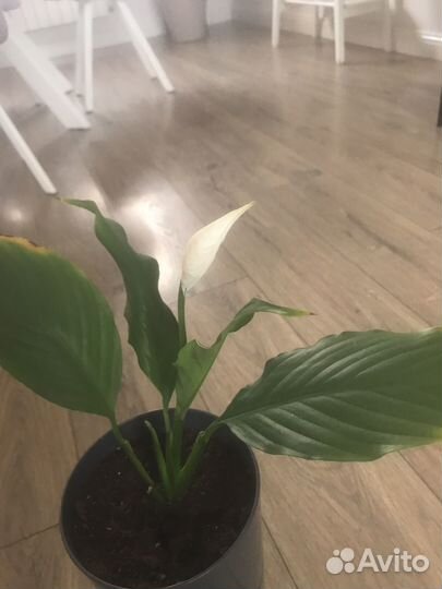 Спатифиллум