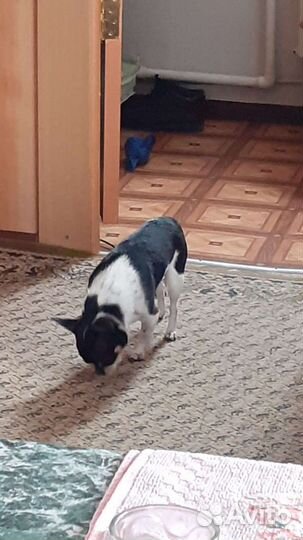 Ищем подружку Чихуахуа