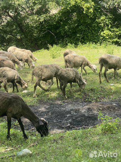 Овцы бараны ягнята