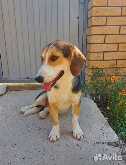 Тося щенок ждёт любящие руки