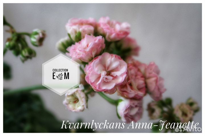 Пеларгония герань (сортовые)