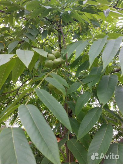 Манчжурский орех