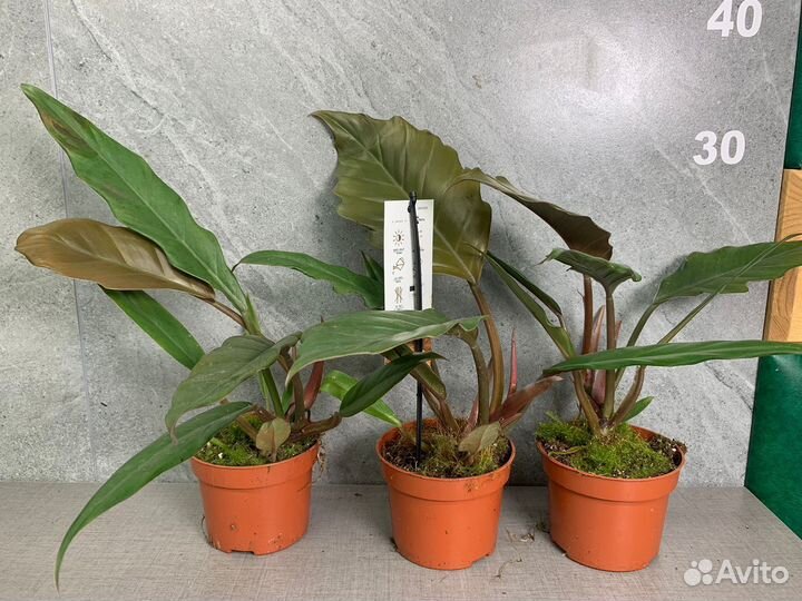 Филодендрон карамель плуто d 10