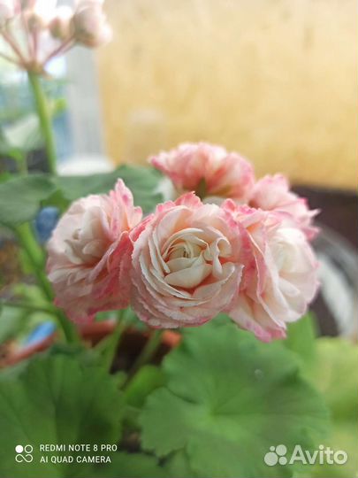 Рассада,цветы