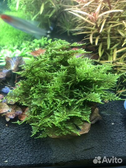 Аквариумные растения