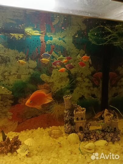 Аквариум