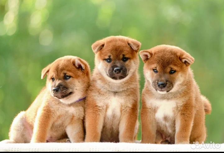 Продаются щенки сиба-ину