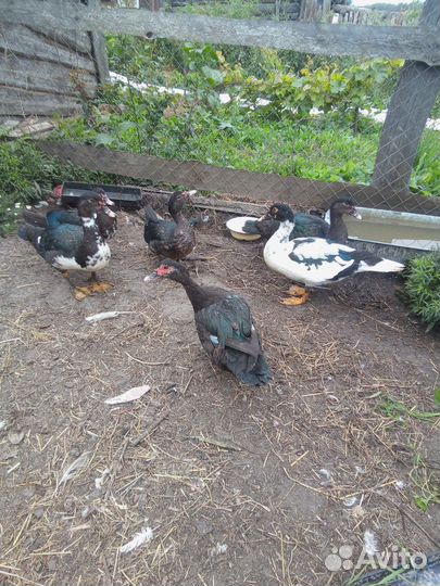 Мускусные утки