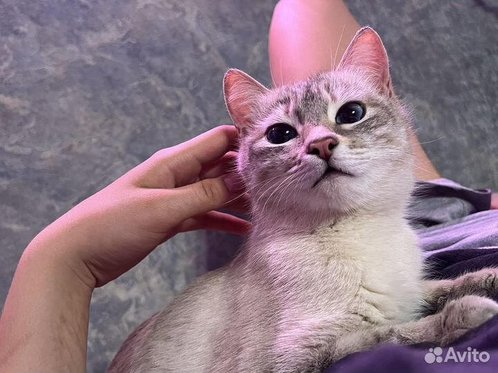 Тайская кошка