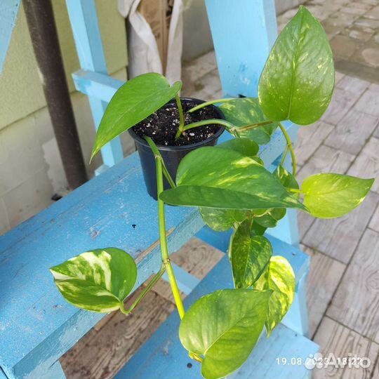 Сциндапсус эпипремнум