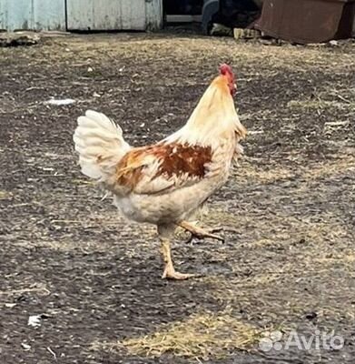 Молодые петухи