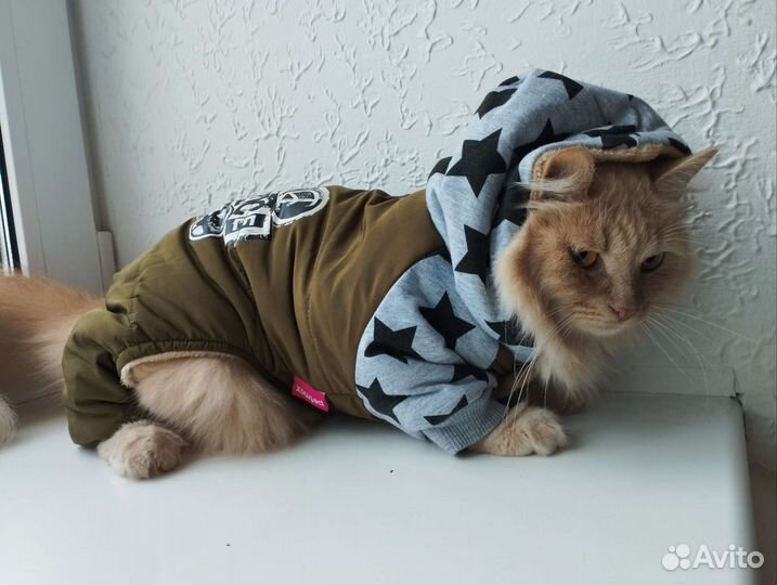 Одежда для собак и кошек