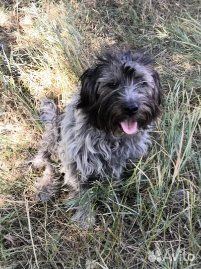 Отдам в добрые руки