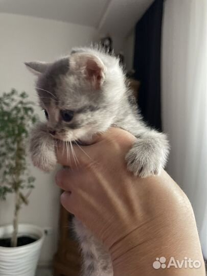 Британские котята