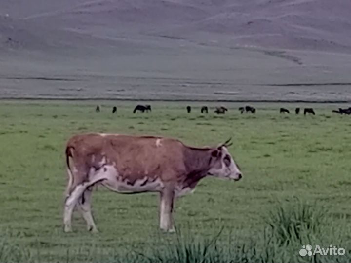 Корова с теленком