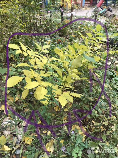 Саженцы ясеня