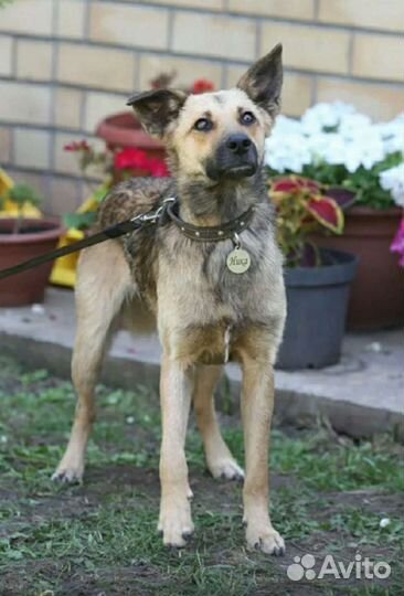 Послушная охранница в добрые руки