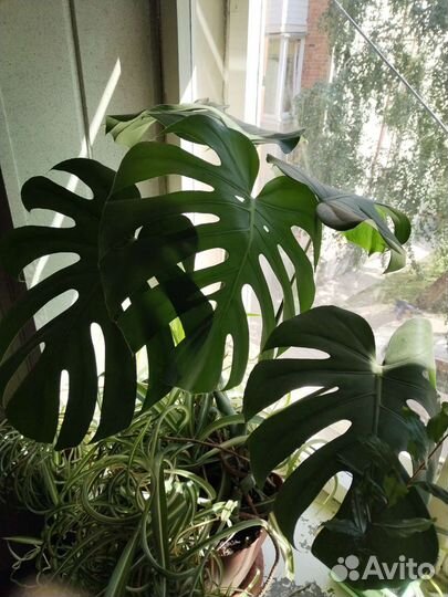 Монстера и др