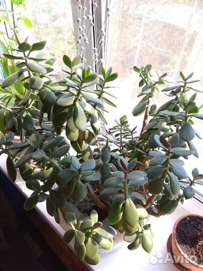 Цветок Толстянка (Денежное дерево)