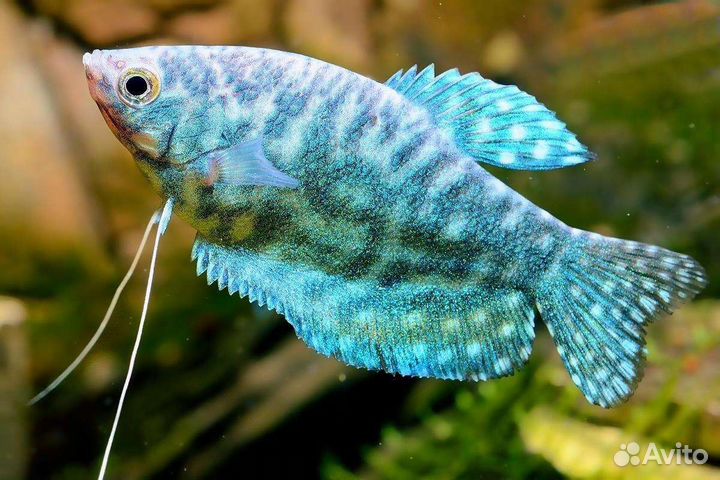 Гурами мраморный