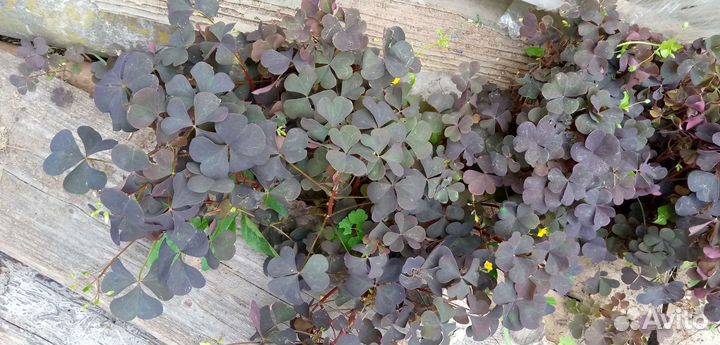 Кислица оксалис