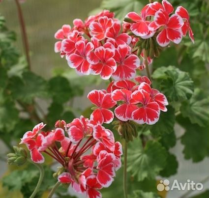 Пеларгонии сортовые
