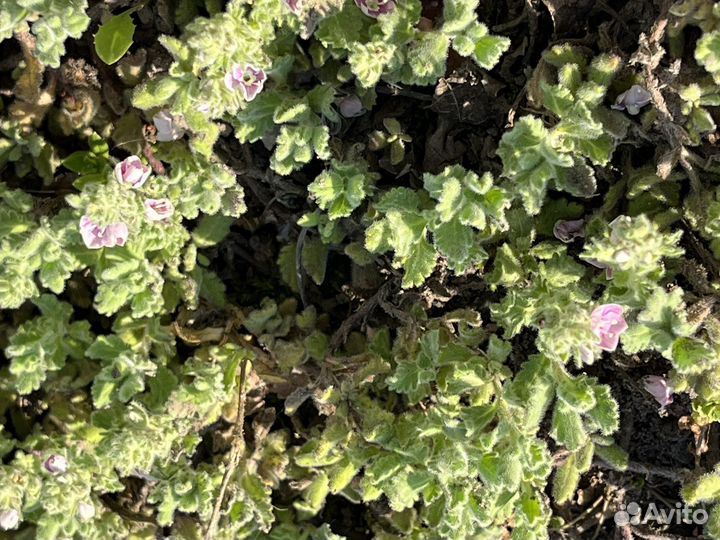 Почвопокровники