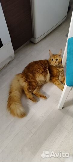 Мейн-кун вязка