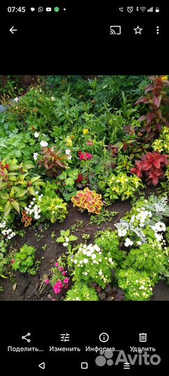 Рассада однолетних цветов