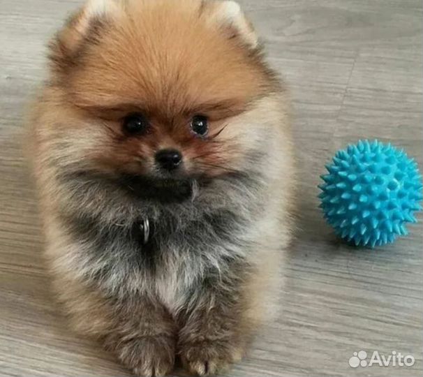 Померанский шпиц мини